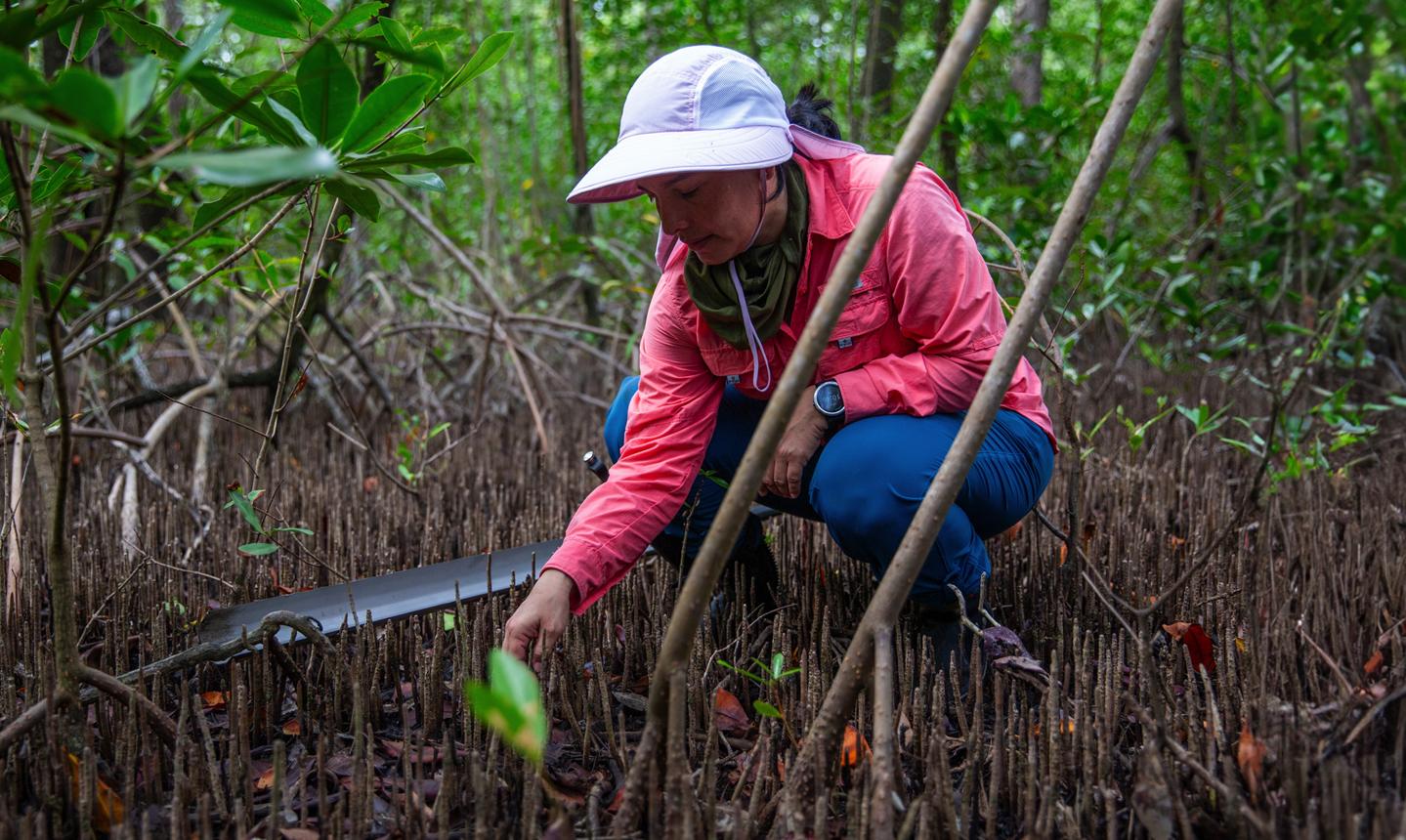 Mangrove carbon stock assessment